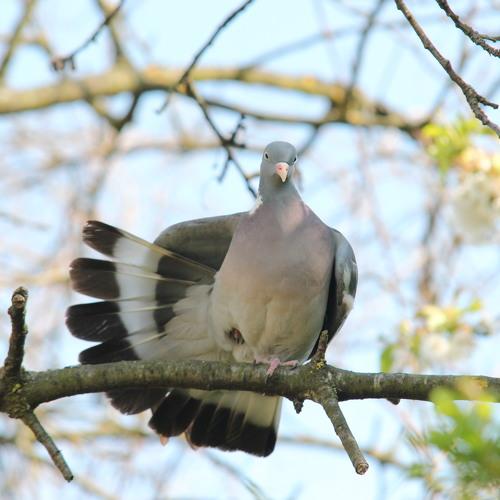 Wild pigeon fitness