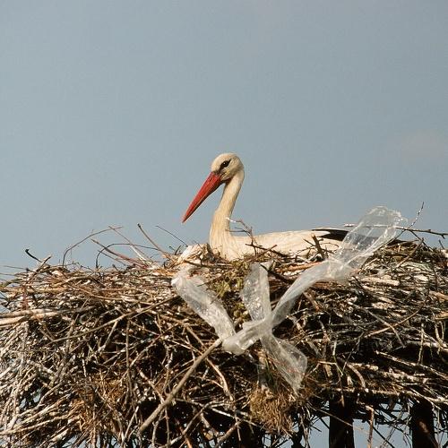 Photo #4874305