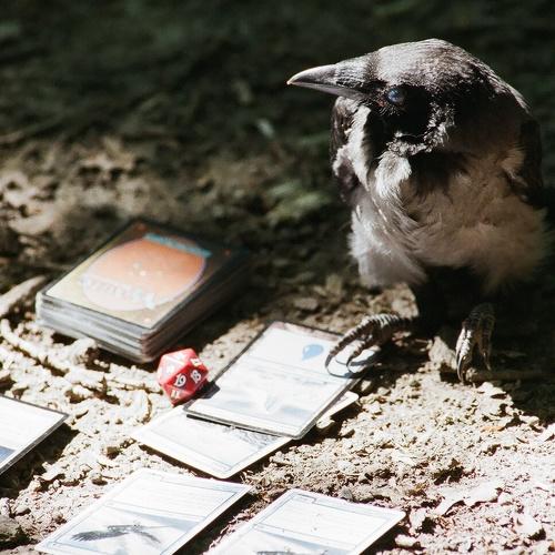 Storm Crow play Magic the Gathering