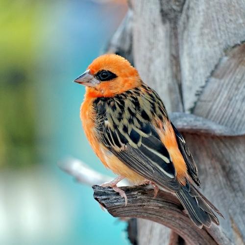 Cardinal