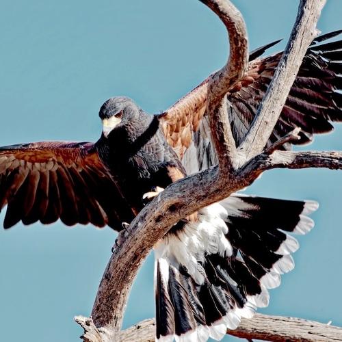 Harris hawk