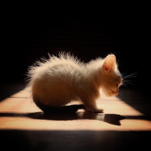 Photo #4877222