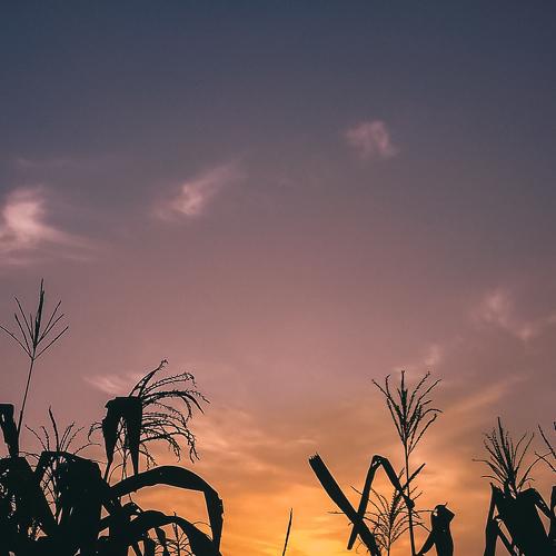 Sunset in the maize farm
