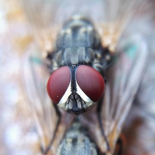 Photo #4880398