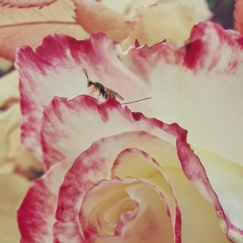 Photo #4881026