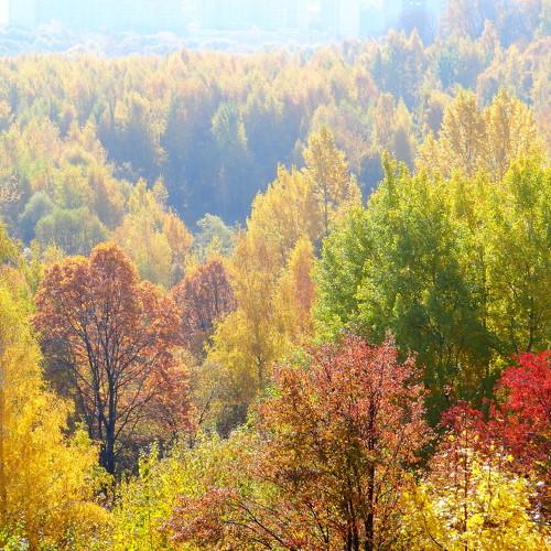 Краски осени