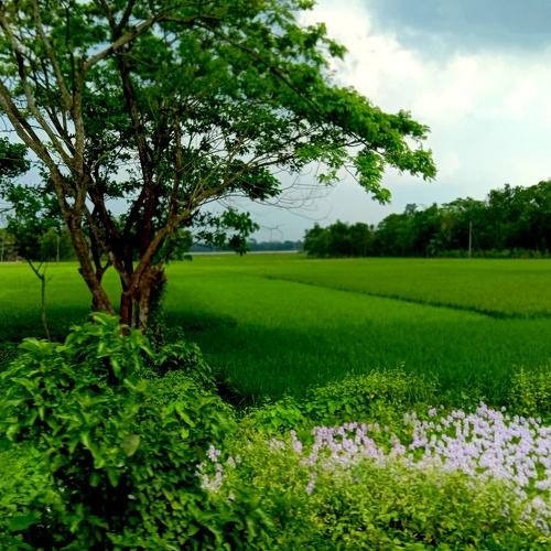 Greenish Nature