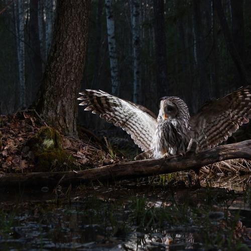 Photo #4883363