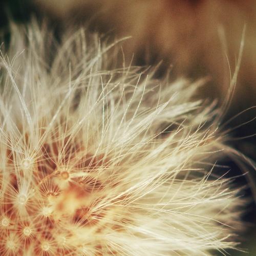 Dandelion