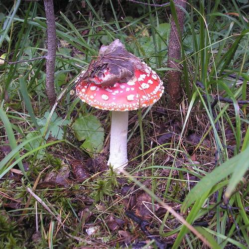 Photo #4884423