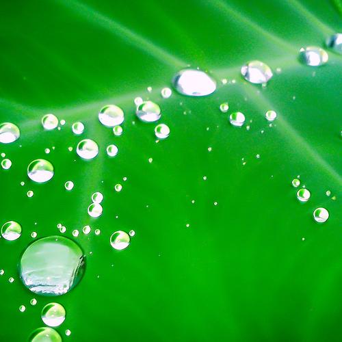 Green and White