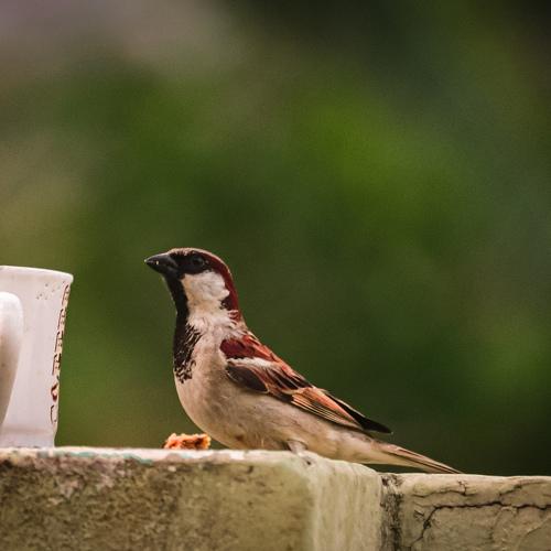 Photo #4884714