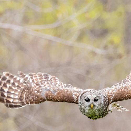 Barred Owl
