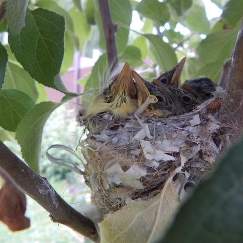 Photo #4886839