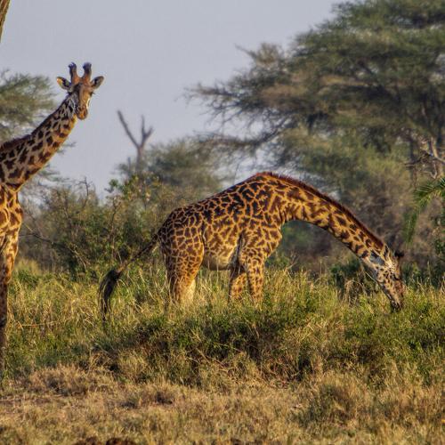 Photo #4887085
