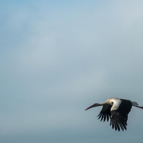 Photo #4887181