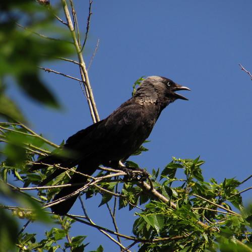 Photo #4887306