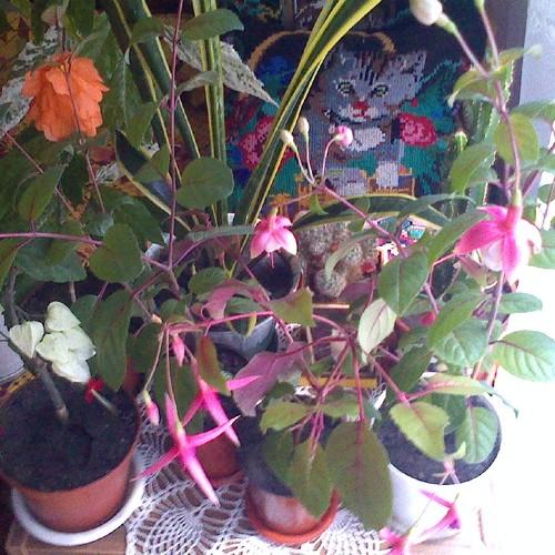 Photo #4887449