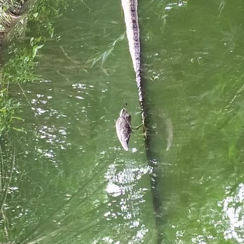 Photo #4887657