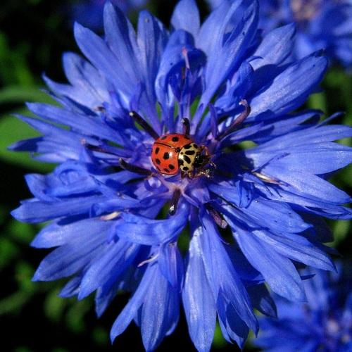 Photo #4888026