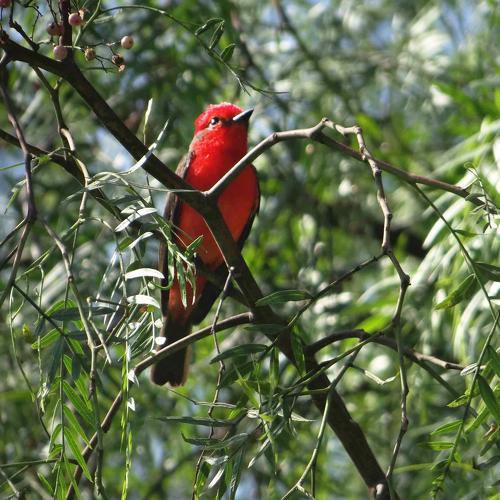 Photo #4888229