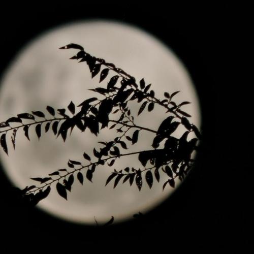 Photo #4888727