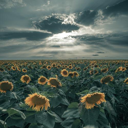 Sunflower Fields at Sunset
