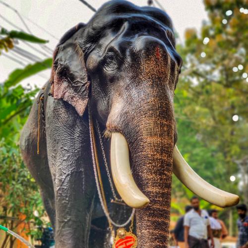 Photo #4889488