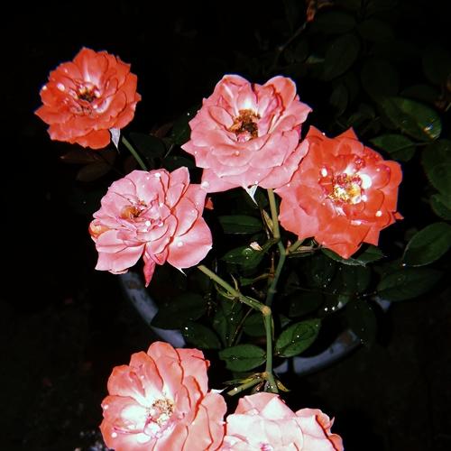 roses