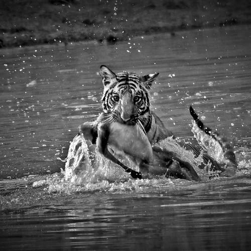 Фотография #4890360