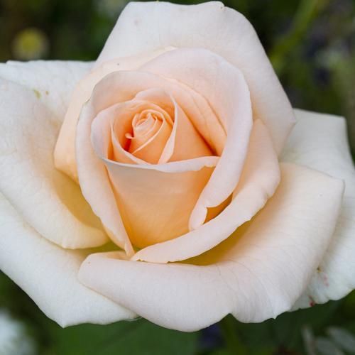 Photo #4892243