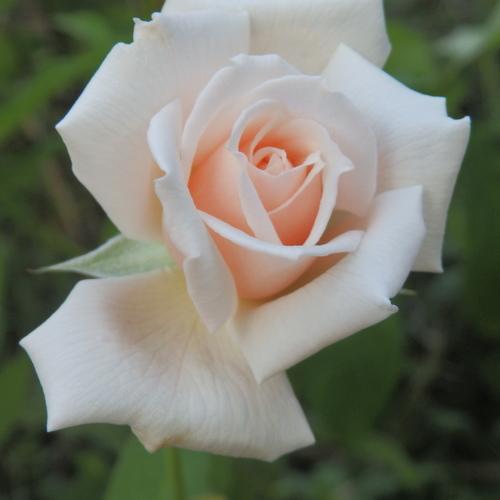 Photo #4892491