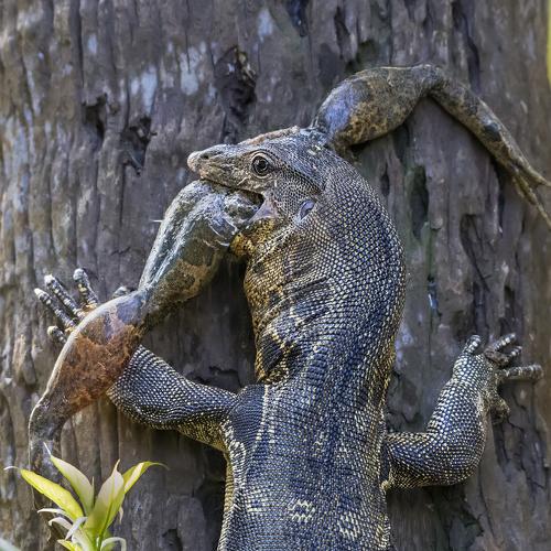 Monitor lizard with frog catch.