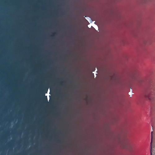 Whales blood