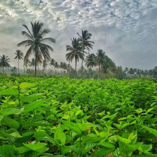 The Green Fields of Kaiwara