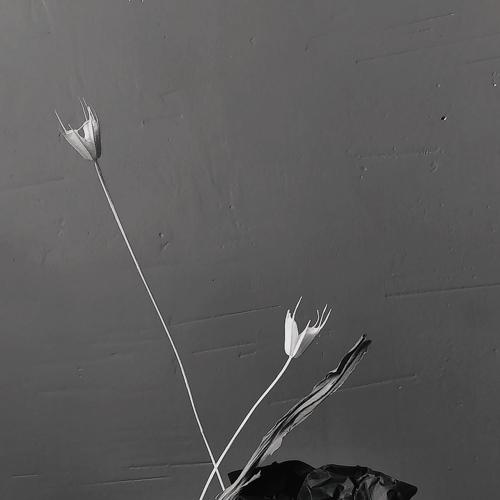 Photo #4894989