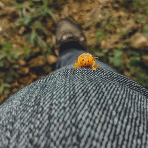 Lady Bug