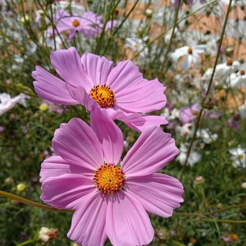 Photo #4897709