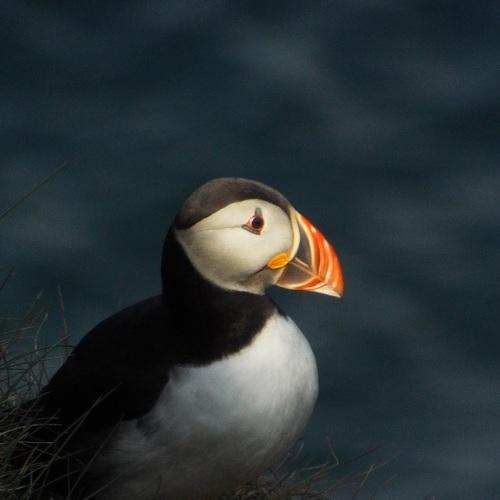 Photo #4898092