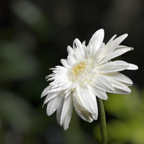 Photo #4900085