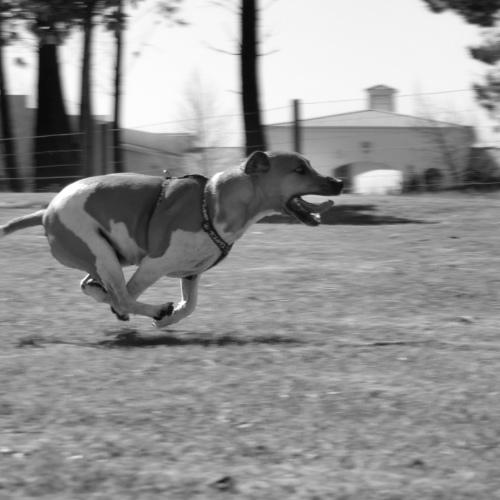 Sparky chasing ball