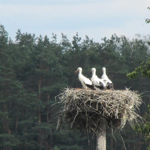 Photo #4902810