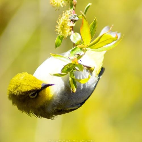 Photo #4903554