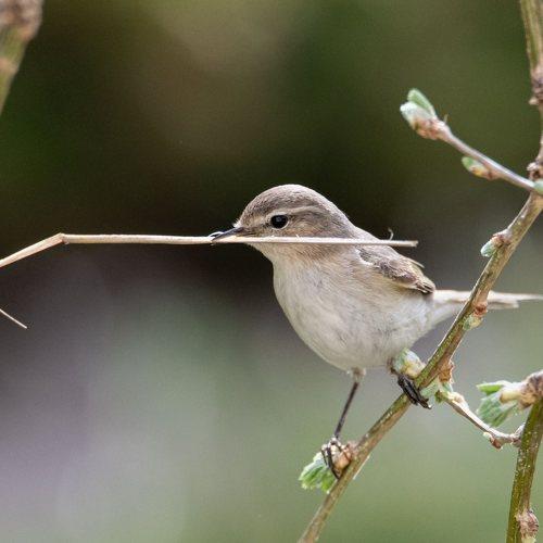 Photo #4903654