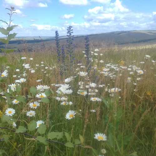 Photo #4904108