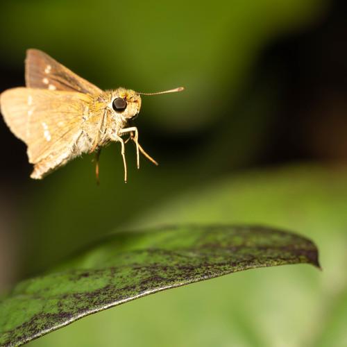 Jumping butterfly