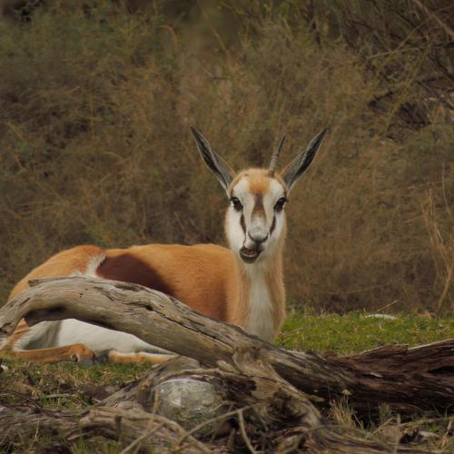 Springbok chewing, lying down