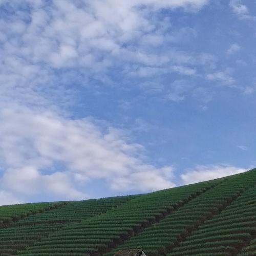 Photo #4905318