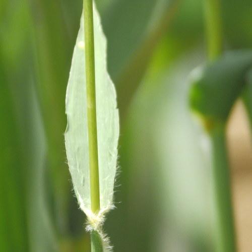 Photo #4906088