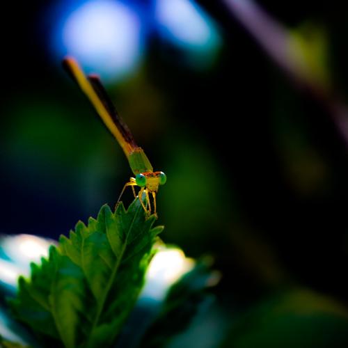 Photo #4907234